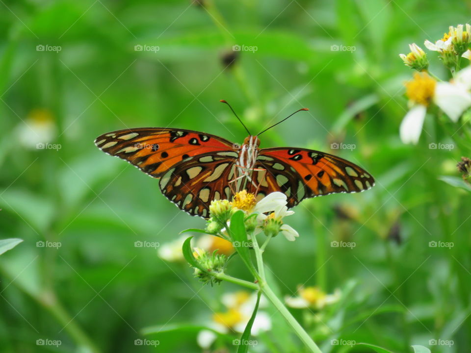 gulf fritillary