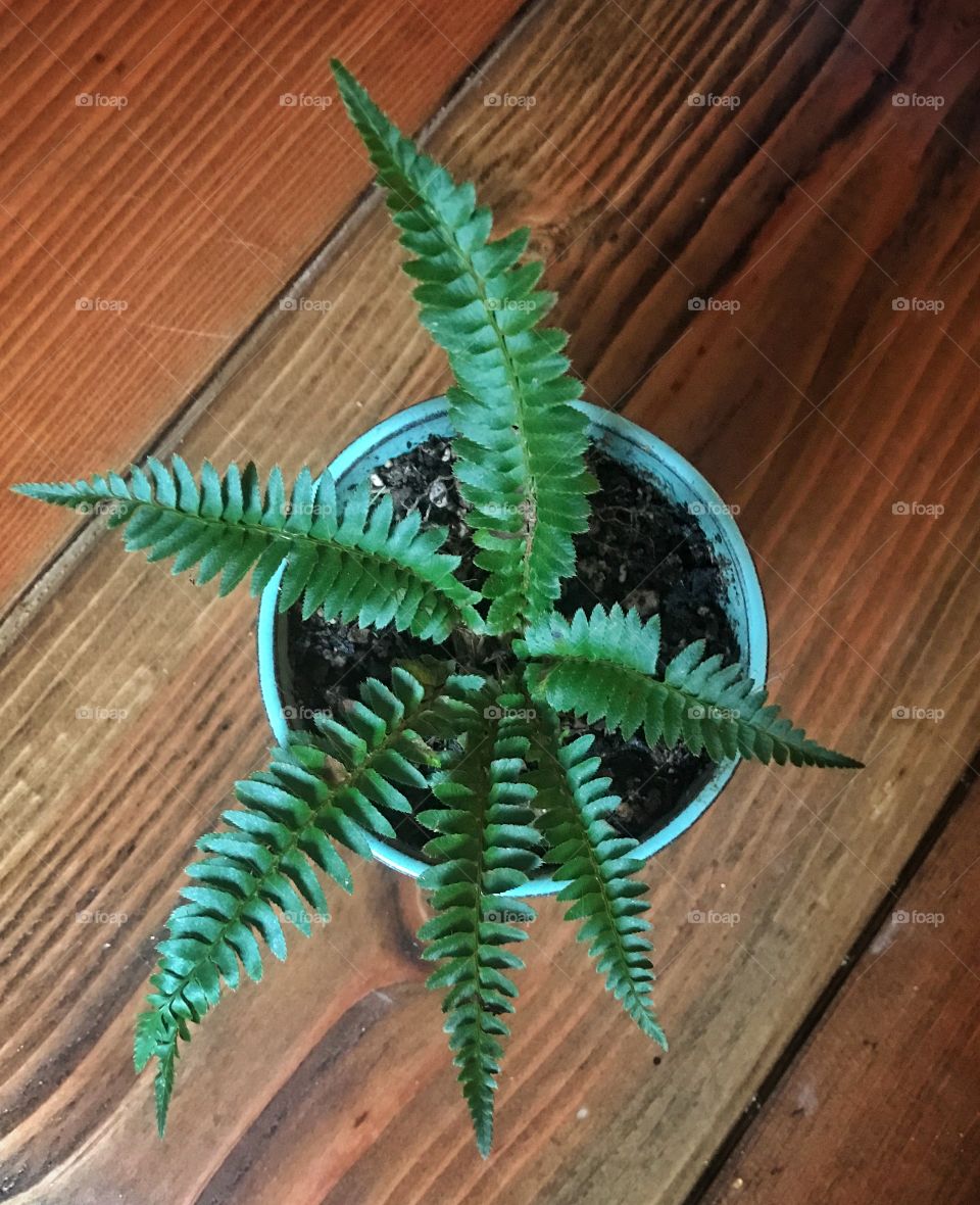 High angle view of house plant