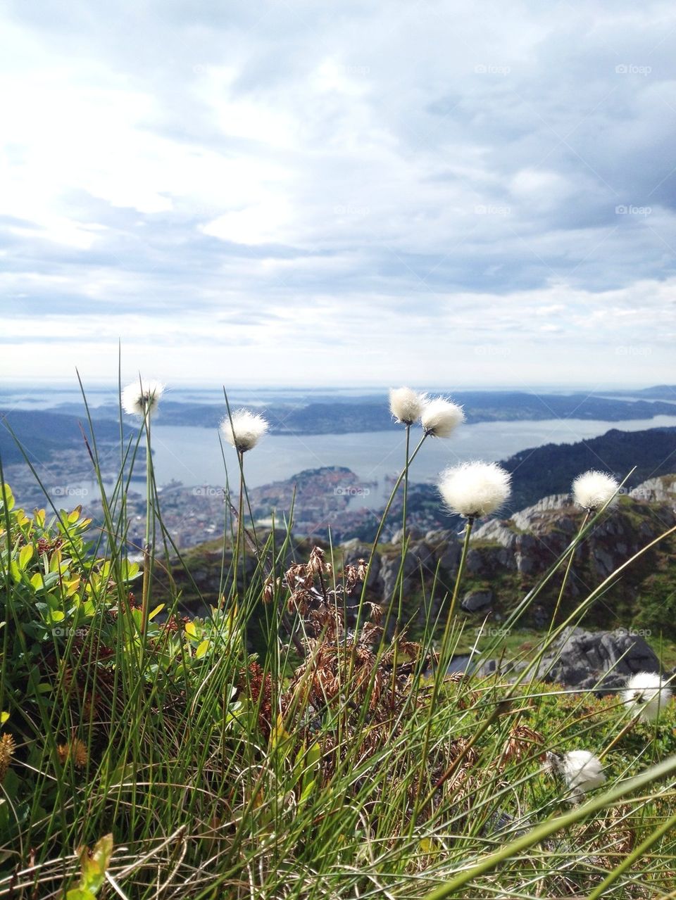 Close-up of white flowers