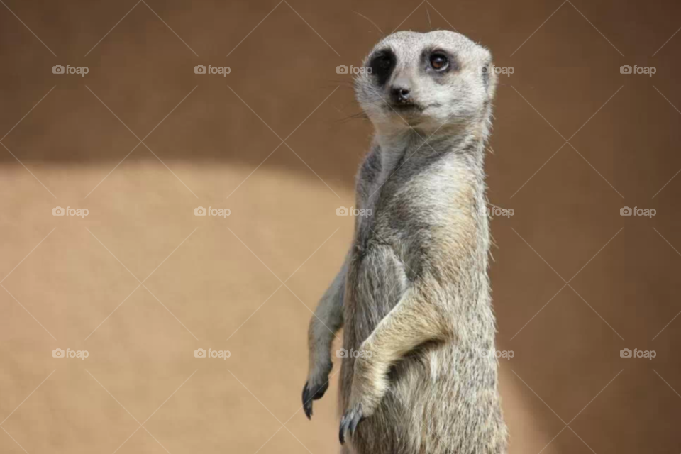 meerkat