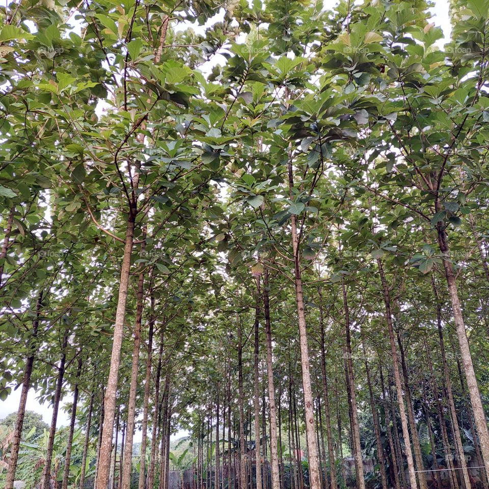 teak tree whose wood can be used for furniture, shipbuilding structures in the 17th century