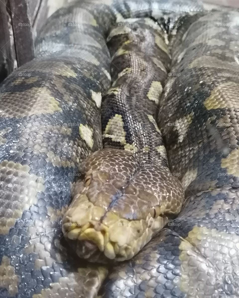 Snake has a very long tail. She has a long tongue. It has a snakeskin yellow-green color (each in different ways). Snake very beautiful animal.