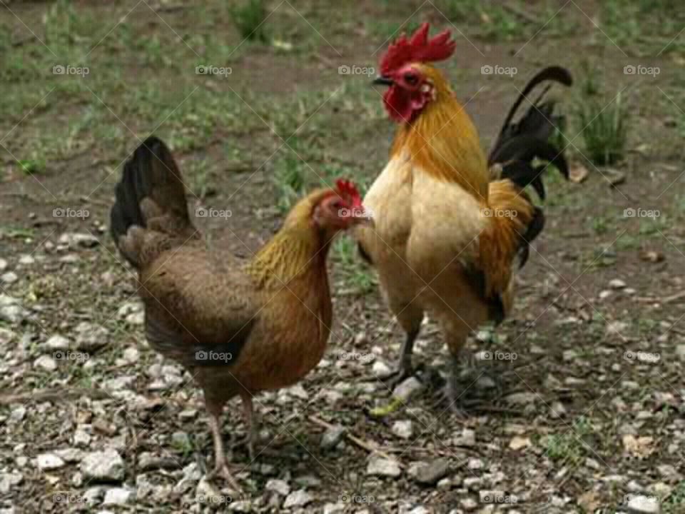 casal de galinhas