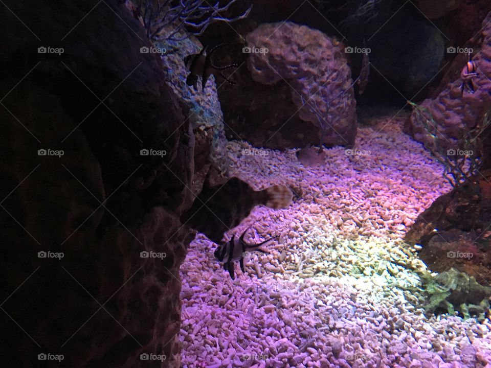 Underwater, No Person, Invertebrate, Fish, Water