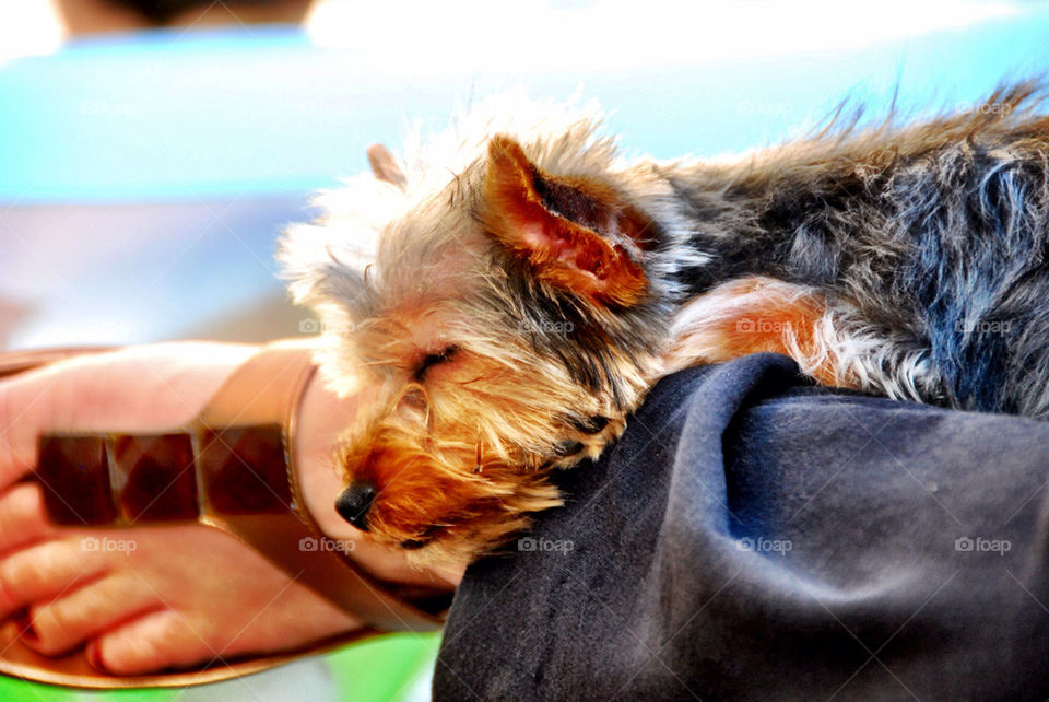 closeup dog animal puppy by geraltamirano