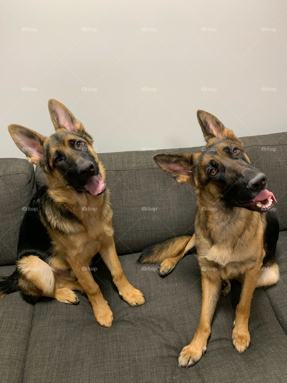 My fur babies playing spot the difference