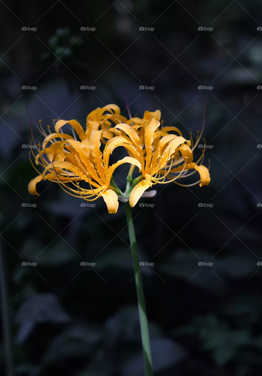 石蒜花