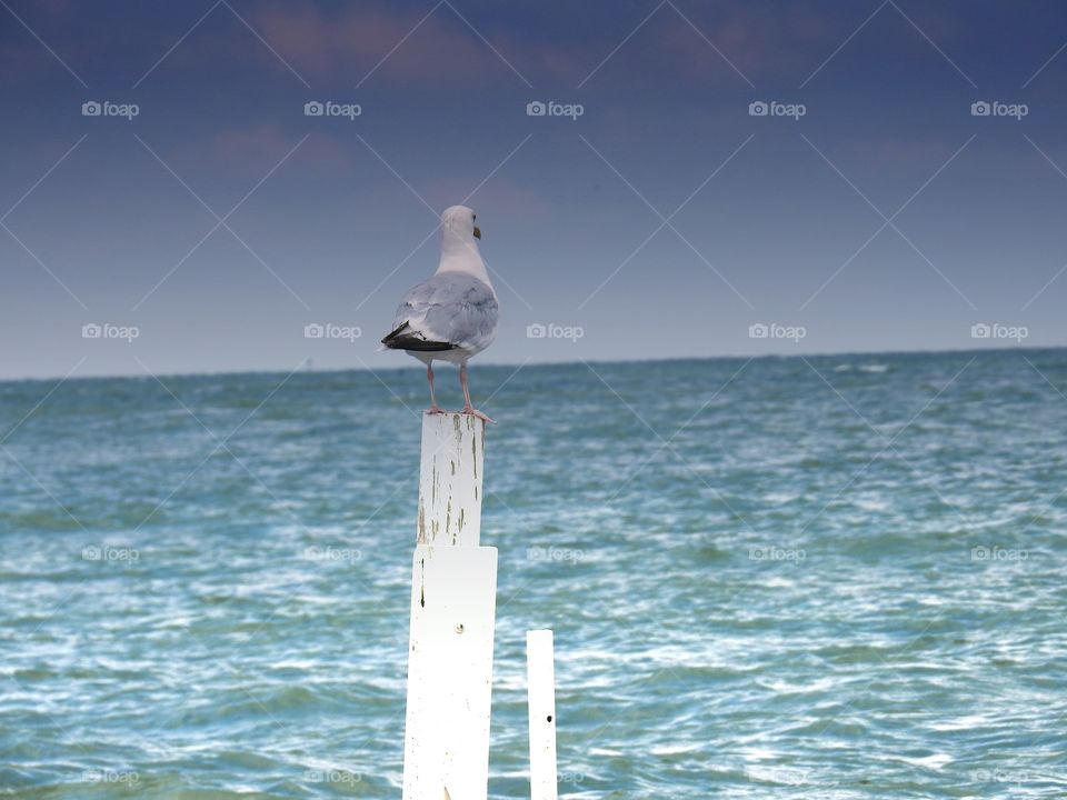 seagull