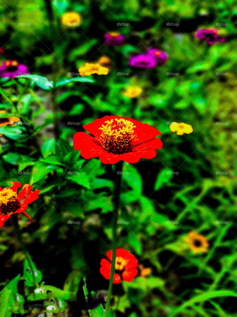 This zinnia flower looks very beautiful. There is a yellow circle in the middle of the flower.  And the red leaves look very beautiful.