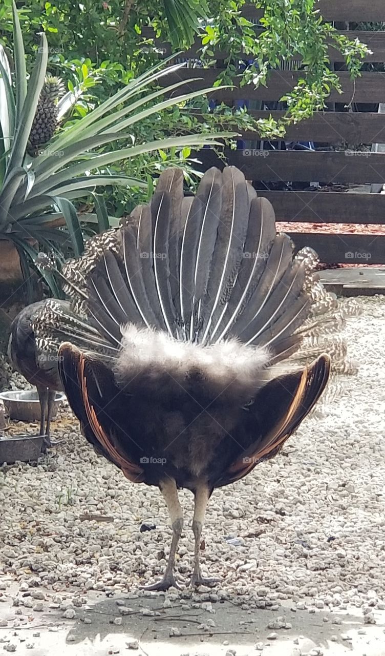 back of a peacock