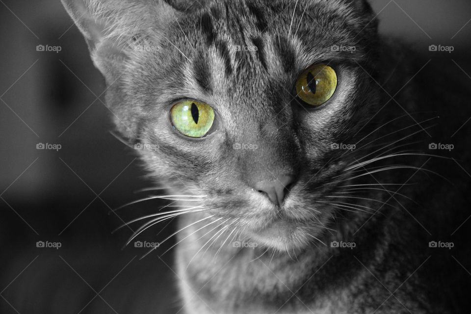 Portrait of tabby cat