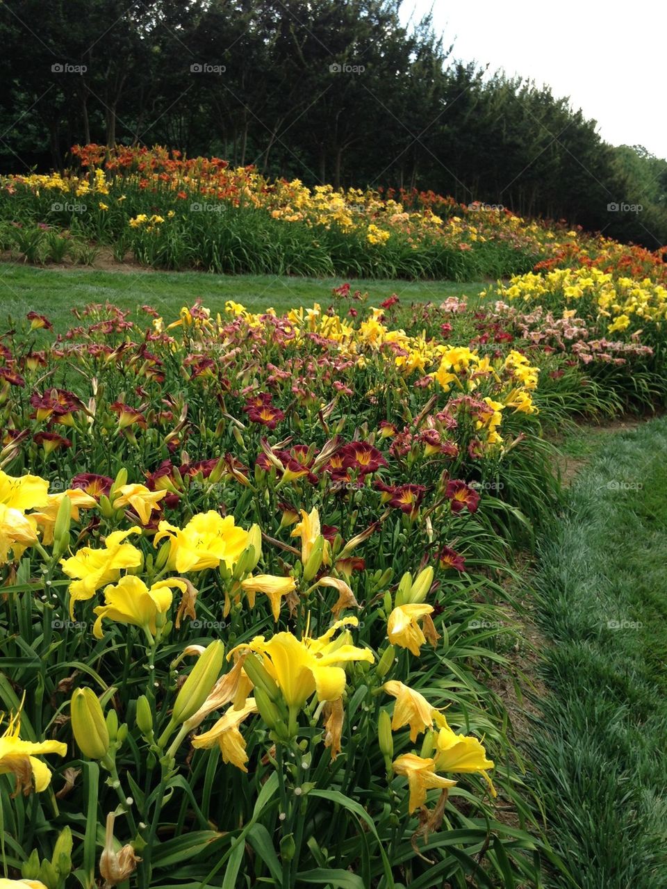 Yellow day lilies blooming on field