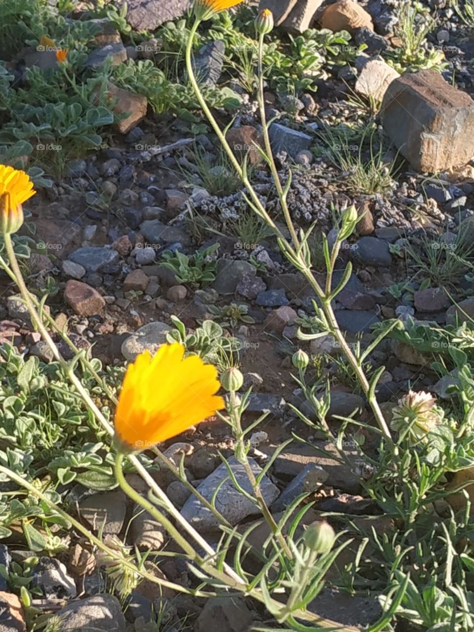 Beautiful yellow flowers at essaouira im Morocco