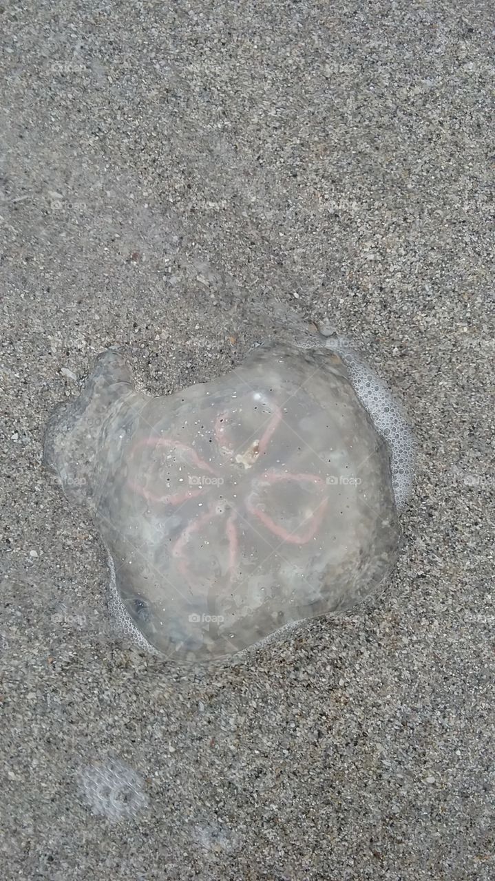Jellyfish in the Sand