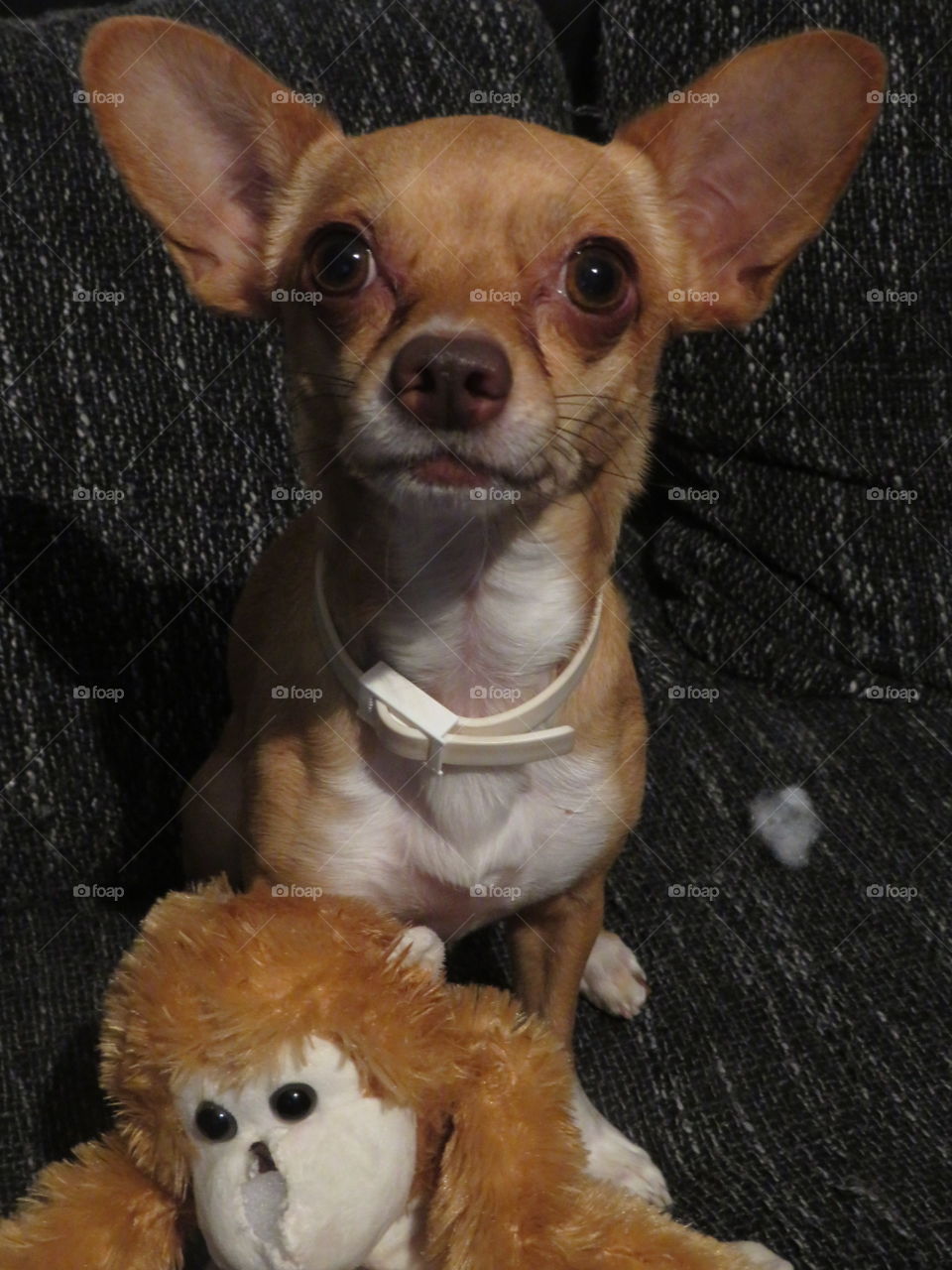 Chihuha auf frischer tat erwischt