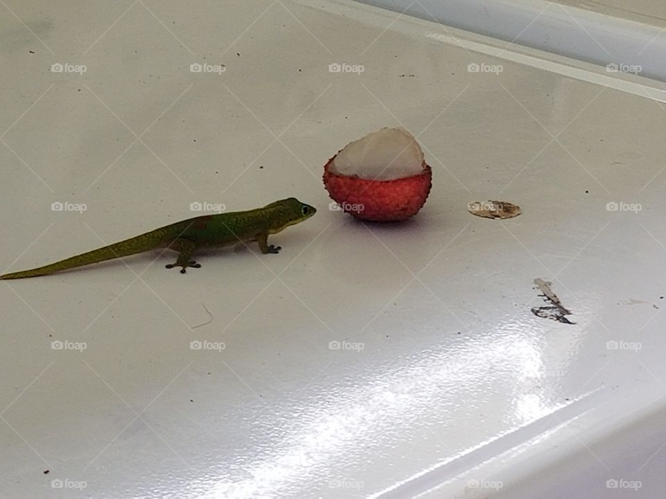 Geckos dig licking on lychee. Bet they get a sugar boost. Love these critters.