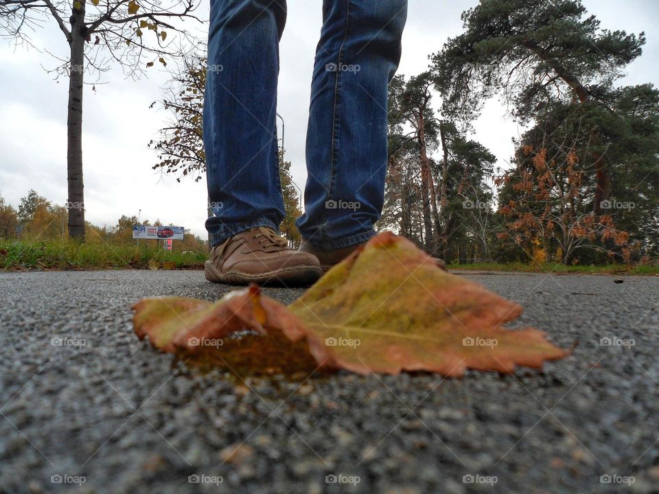 autumn maple leaf on the road