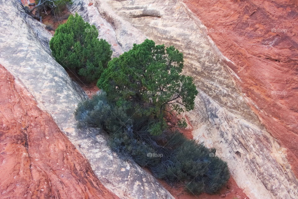Trees and bushes grow from a cleft in red and white sandstone.