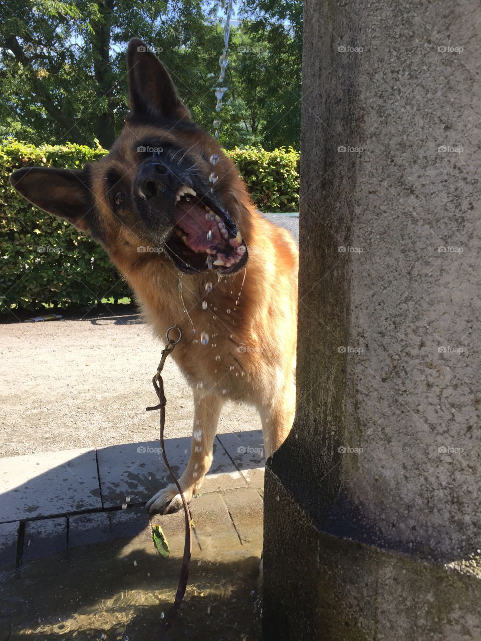 German Shepard playing with water 