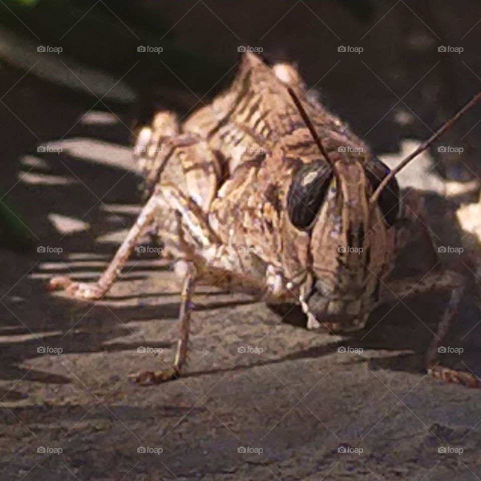 Grasshopper posing