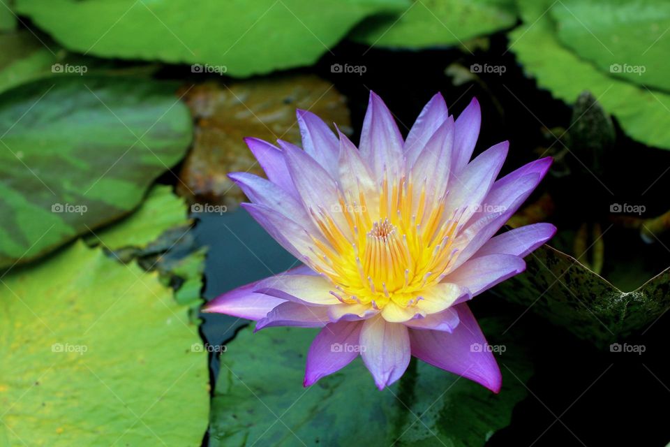 Flower Blue lotus of Egypt in a lily pad pond