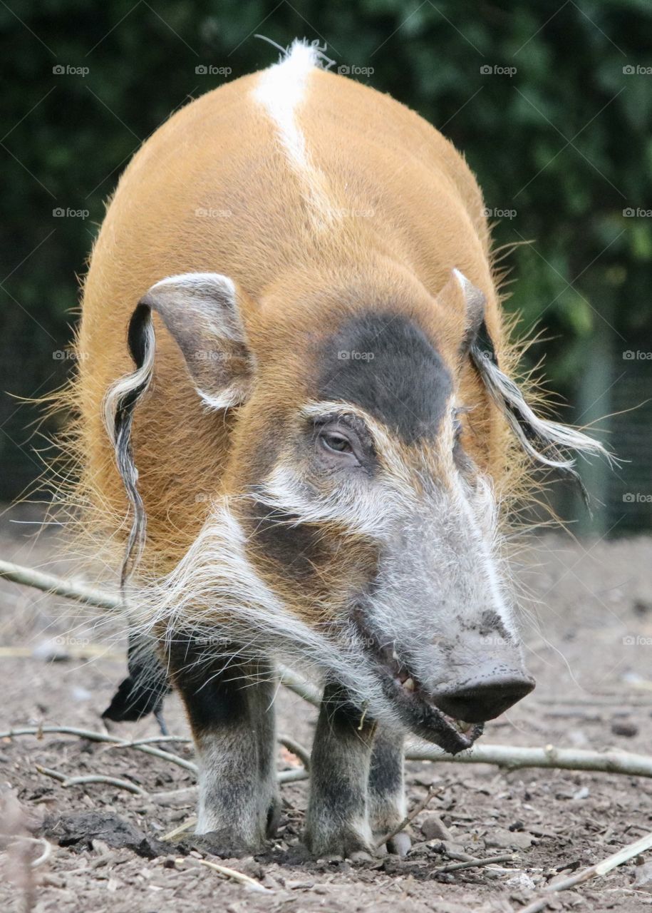 Red river hog 
