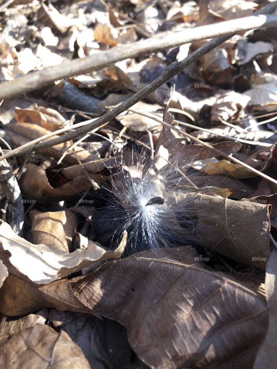 Seed on the wind lands in dry leaves
