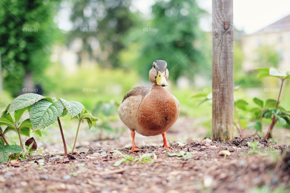 Mallard