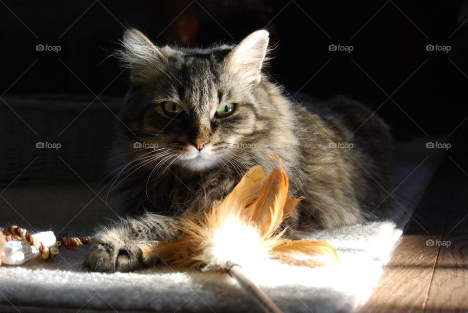 Close-up of a tabby cat