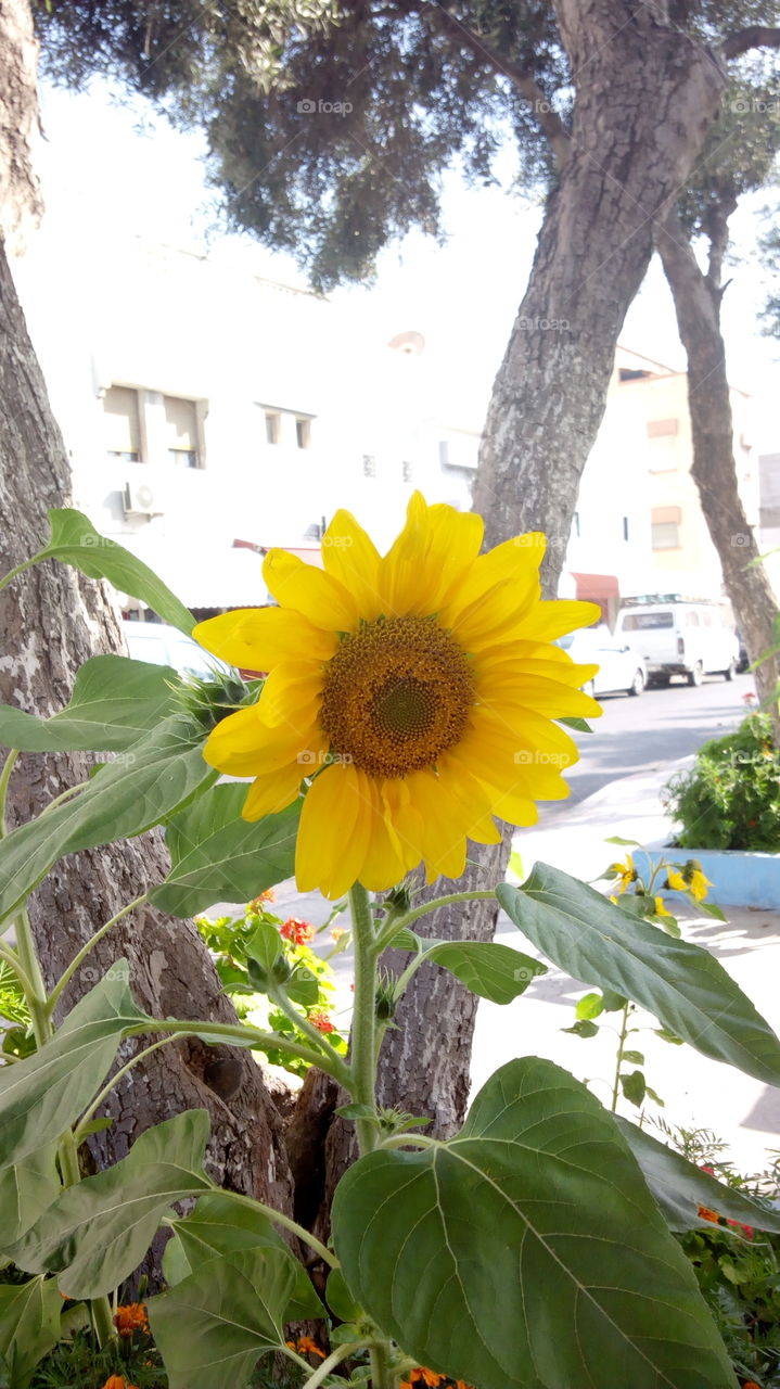 Nature, Flora, Summer, Leaf, No Person