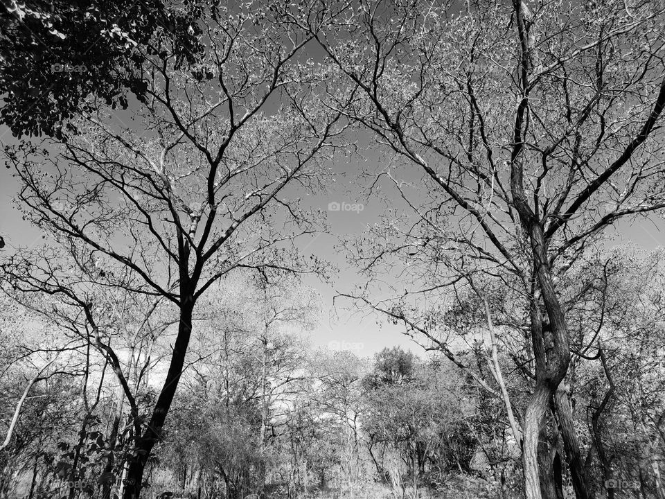 Just like these trees π³, in life there is always a true friend who will always stand with you in every situation you go through. Lets value and always care for each other as a family living in different places of the world π .Together we can π.