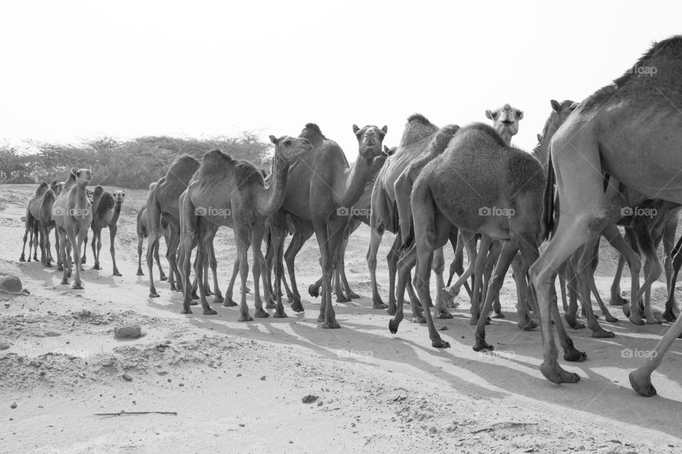 camels in deserts