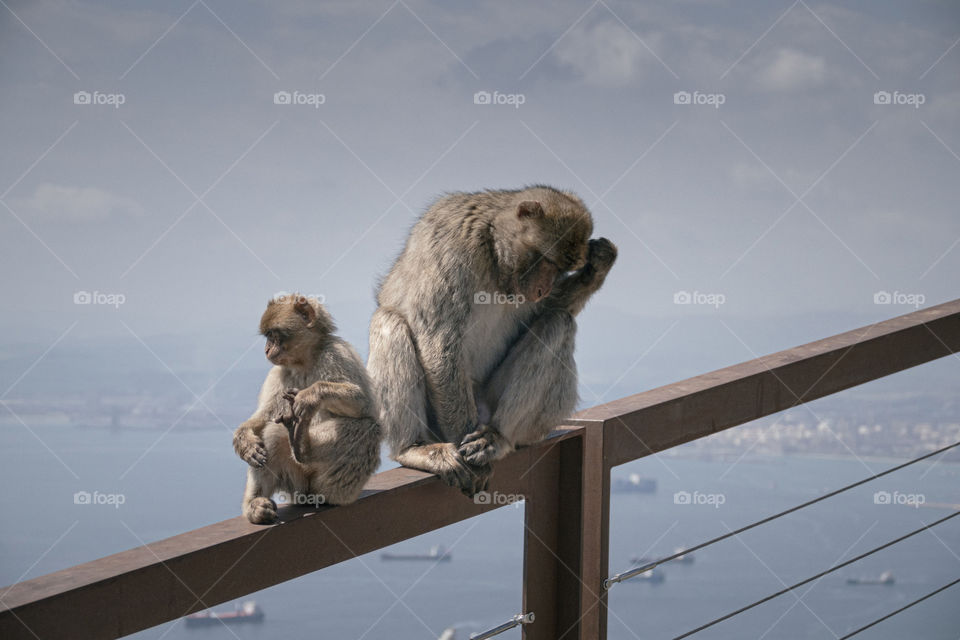 Macaques 