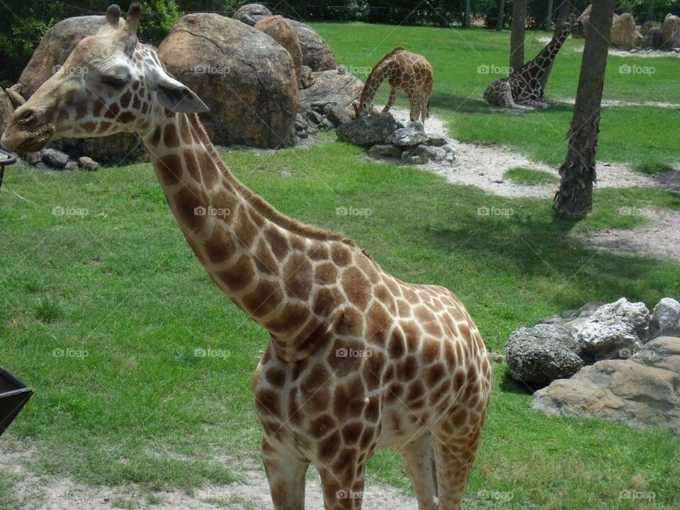 Giraffe