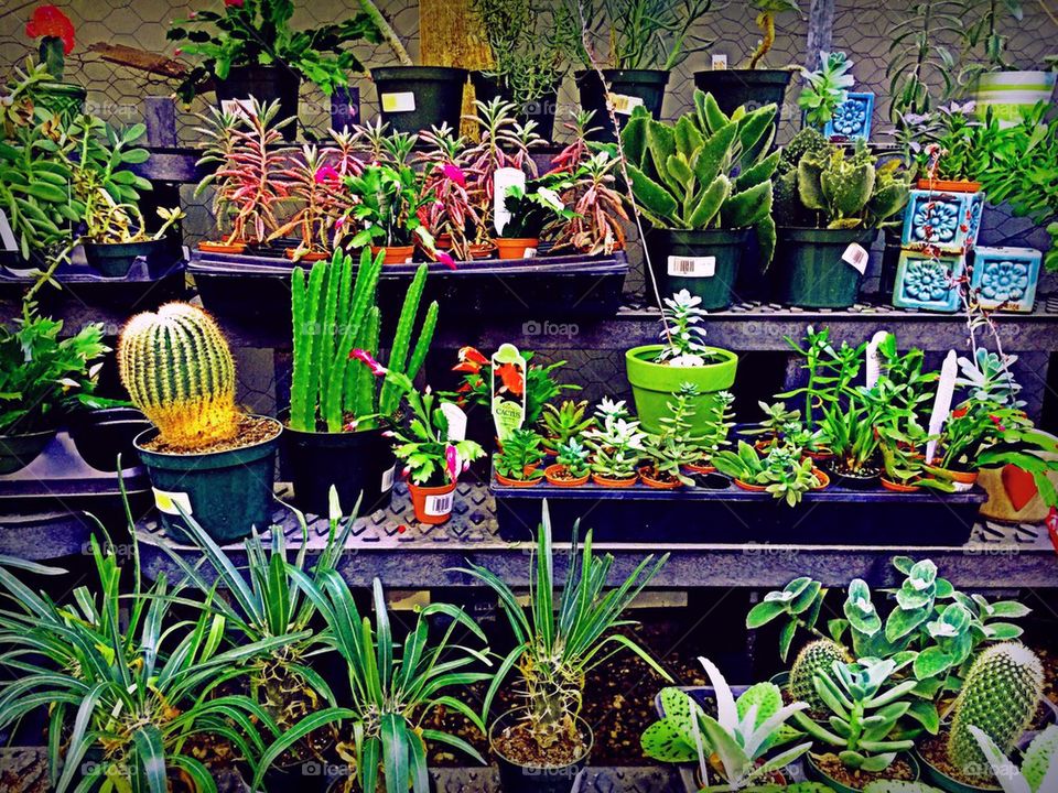 Plant greenhouse