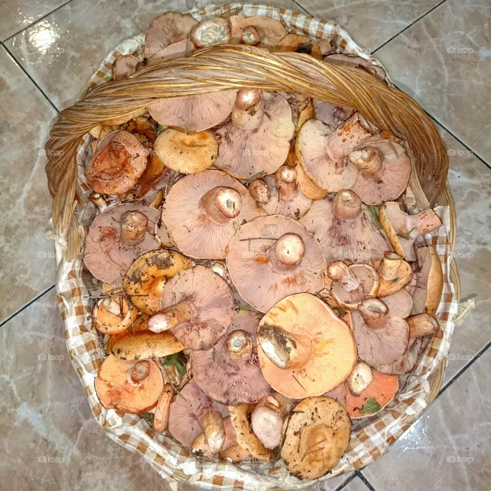 Mushrooms 