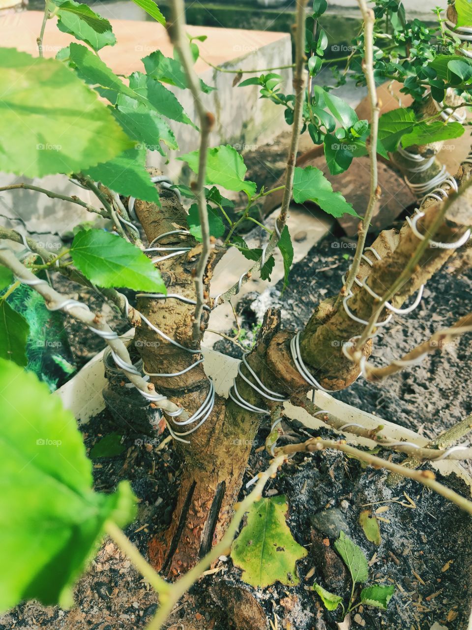 Waru bonsai that is 3 years old with a trunk wrapped around a wire. with the incoming sunlight