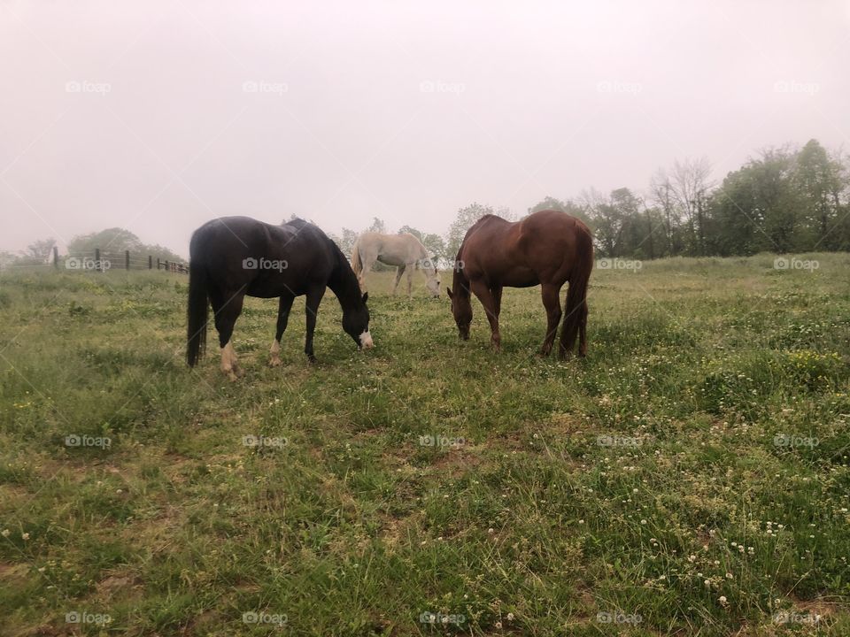 Three beautiful horses grazing peacefully on the dew soaked grass in the misty spring morning 