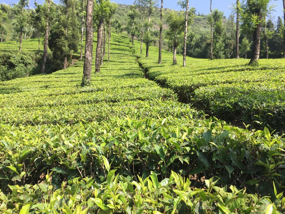 Tea  plantation 