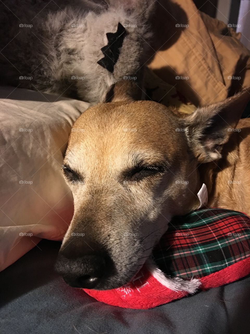 Dingo taking the day off