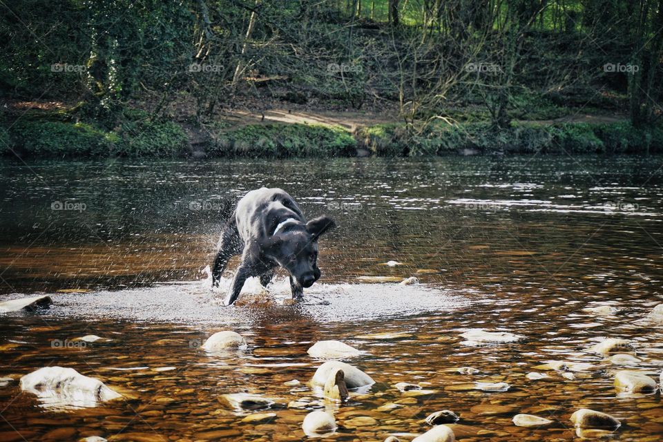 Black Lab enjoying a dip in the River Swale 