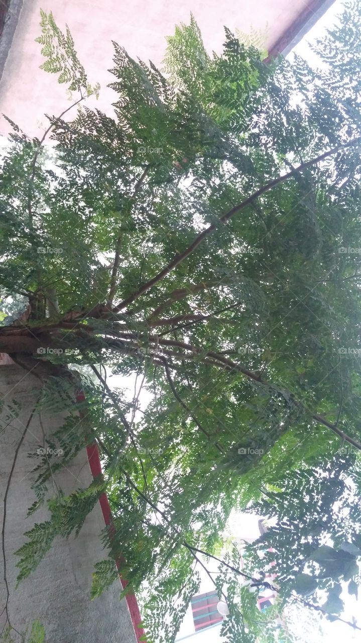 A beautiful tree in the garden.