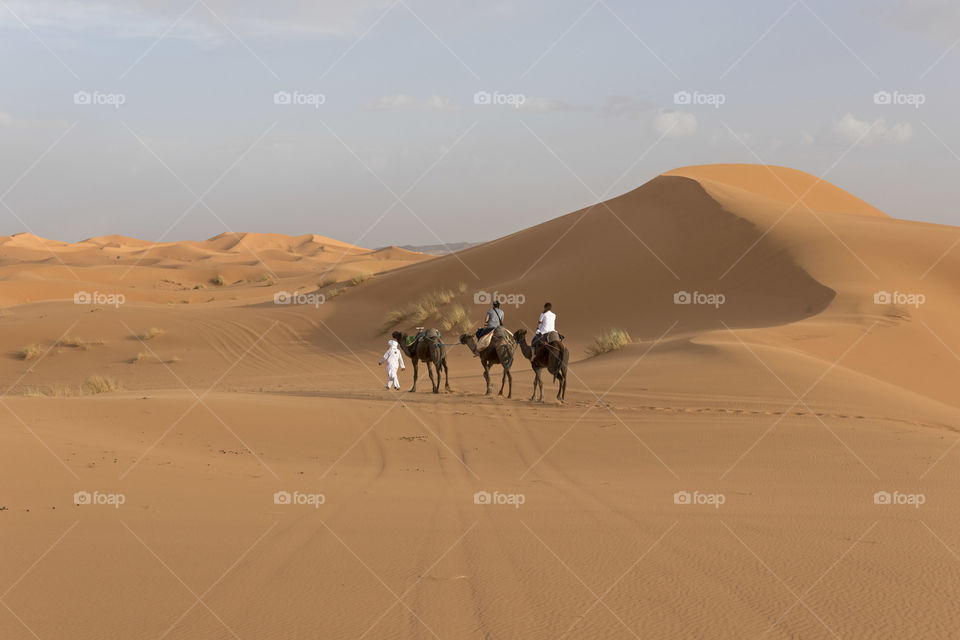 Camels in sahara desert