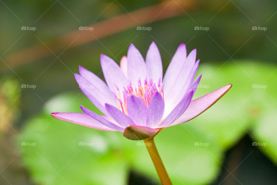 lotus