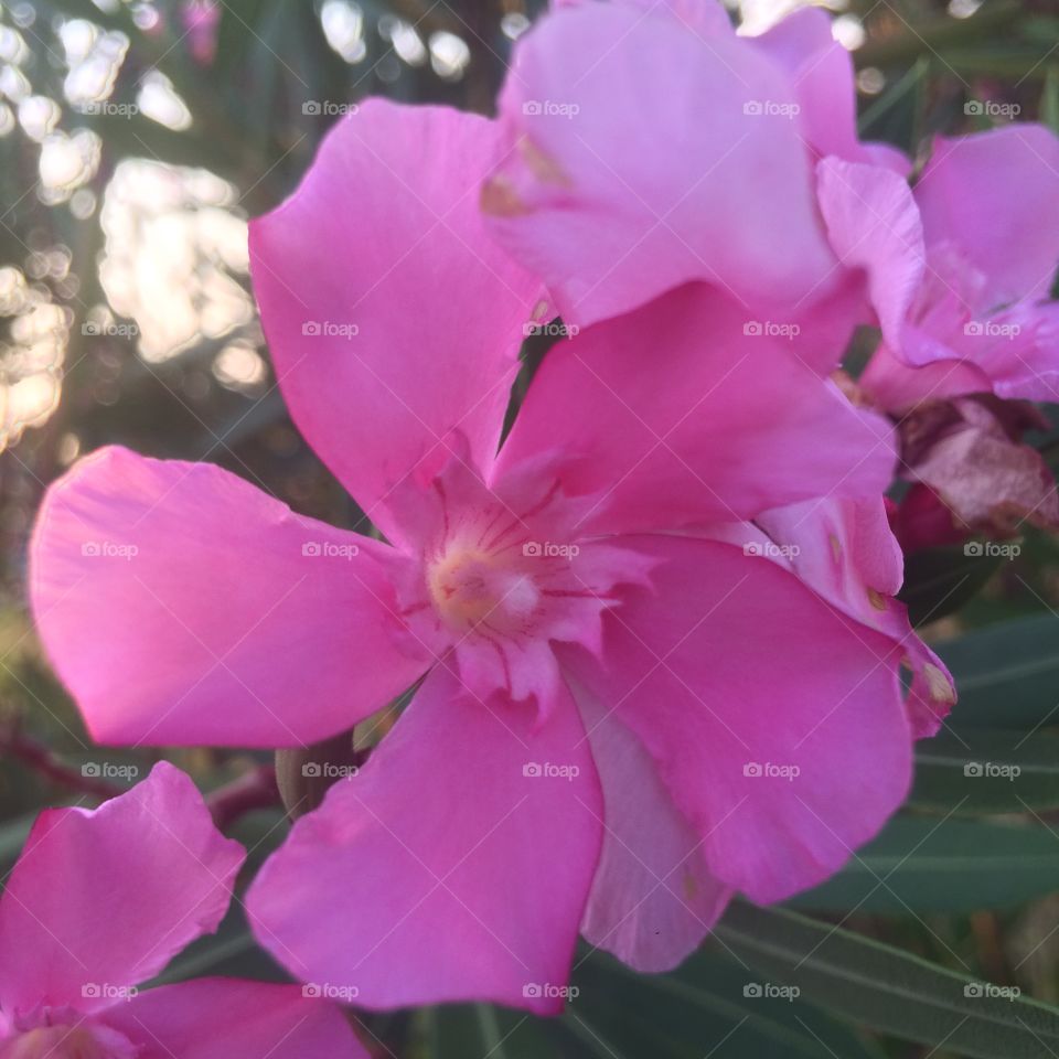 Pink flower in exotic heat 