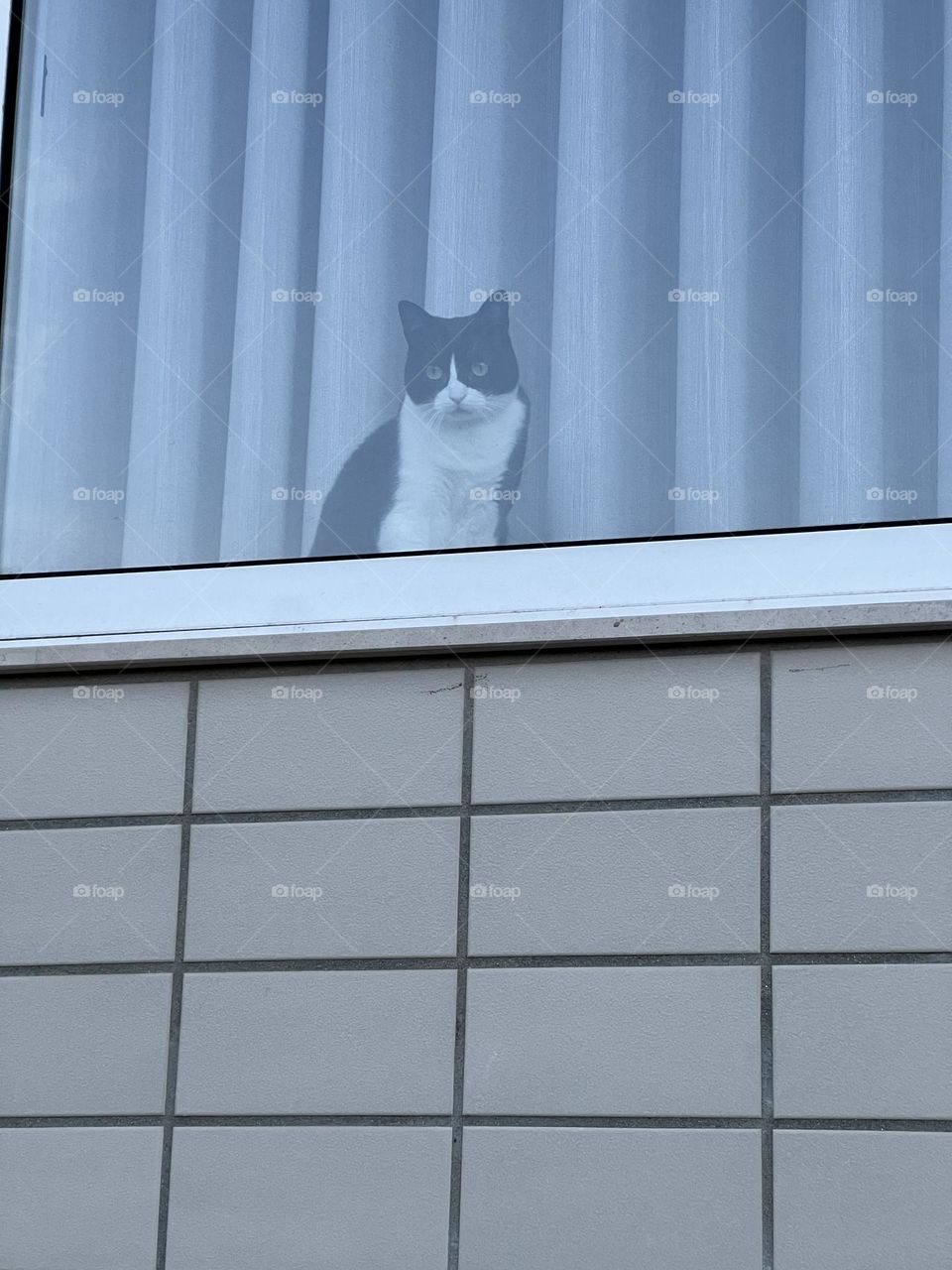 Cat by window 