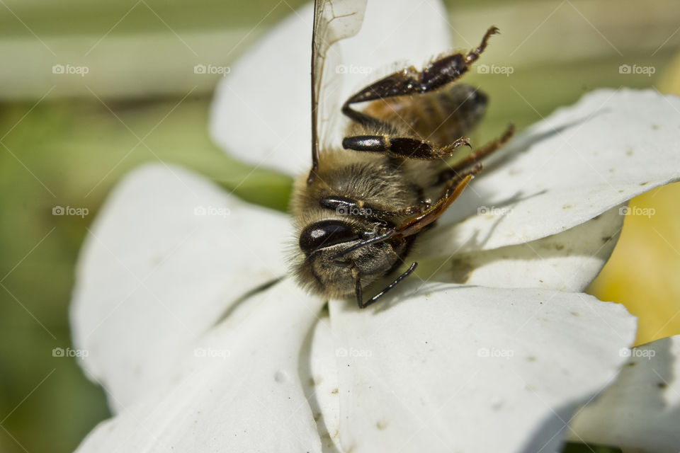 dead bee on a white flower
