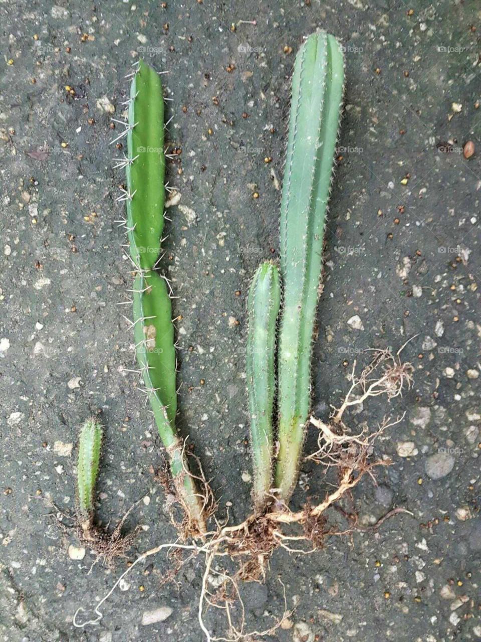 Cacti plants