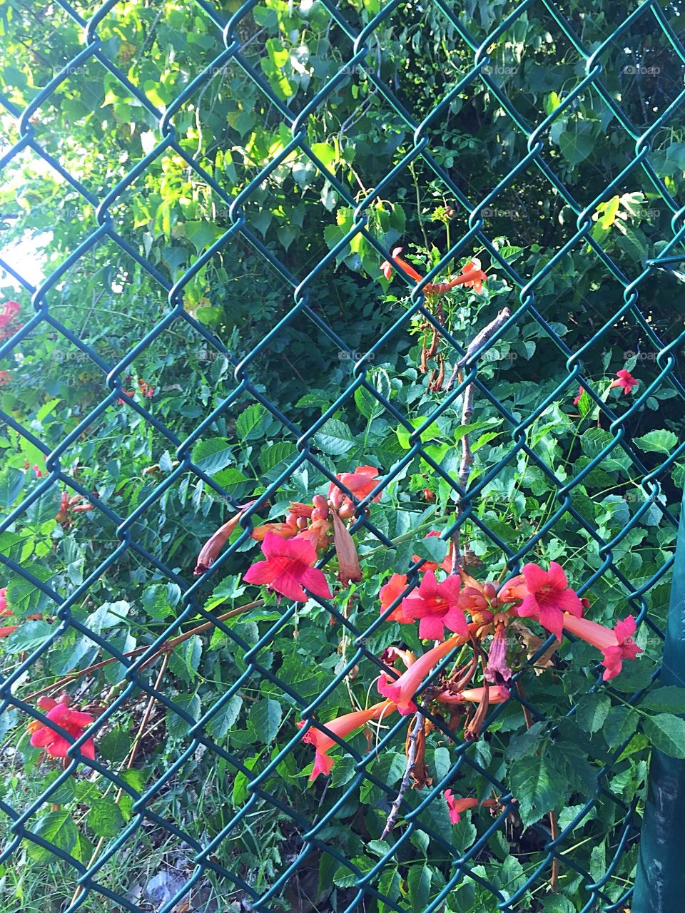 Fenced flowers 