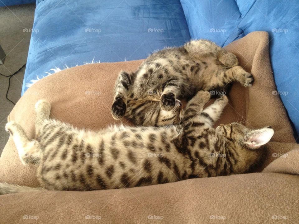 Two cats in one bed